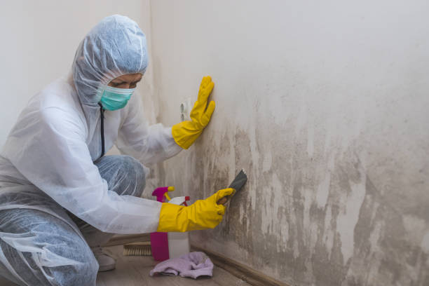 Attic Mold Removal in Salem, SD