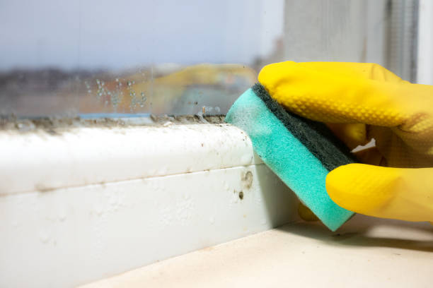 Best Commercial Mold Removal  in Salem, SD
