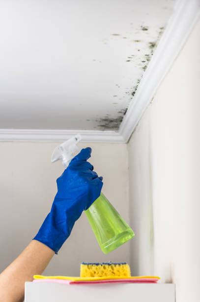 Reliable Salem, SD Mold Removal Solutions